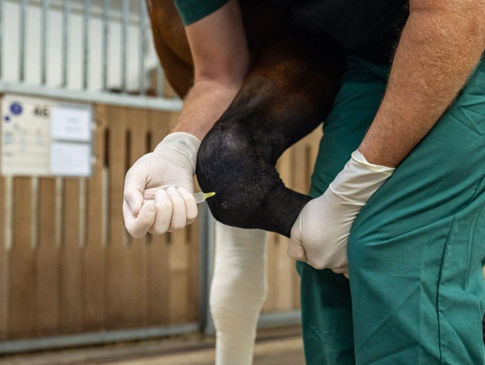 Professor Casper Lindegaard sprøjter langsomt stamcellerne ind i leddet på hesten. Hver uge tages prøver af ledvæsken i begge knæ og samtidig injiceres stamceller i det ene knæ. Afhygiejnehensyn får hesten bandager på efter prøvetagning og injektion. Foto: Kristian Walters