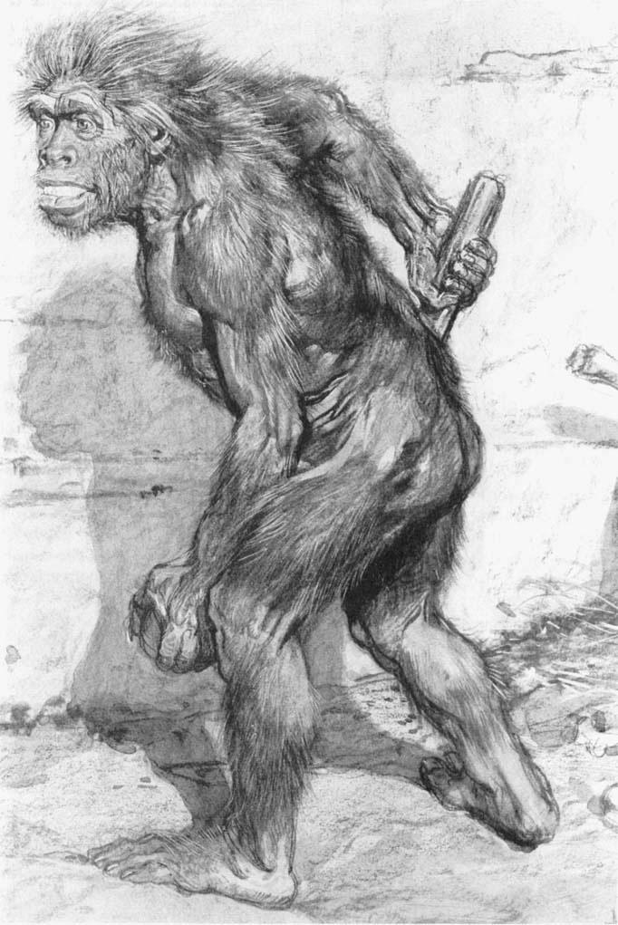 Gigt har altid været hos os. En neandertalermand, som blev udgravet i Frankrig i 1908, har været så gigtplaget, at det gav ham en ludende kropsholdning. Derfor blev neandertaleren længe skildret som en abelignende figur, der slæbte knoerne hen ad jorden. Denne rekonstruktion blev lavet i 1909 på basis af fundet året forinden. I virkeligheden gik neandertalerne med oprejst kropsholdning. (Tegning i L’Illustration, 1909)