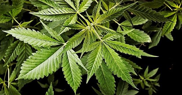 Cannabis sativa indica. Foto: Colourbox