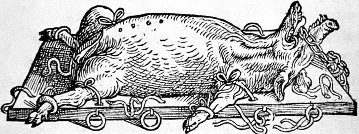 V ivisektion er ikke et nyt fænomen. Illustration af fastspændt gris, klar til brug. (A. Vesalius, 1548)