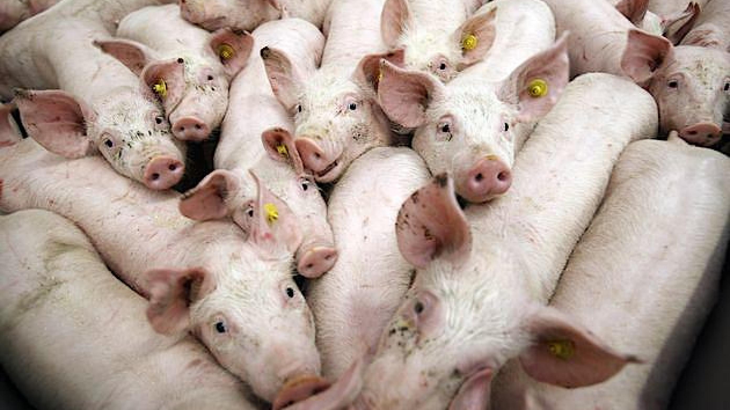 Svineproducenterne får uvant ros fra Lægeforeningen for beslutningen om at halvere brugen af det bredspektrede antibiotikum Tetracyklin inden udgangen af 2015. (Foto: Colourbox)