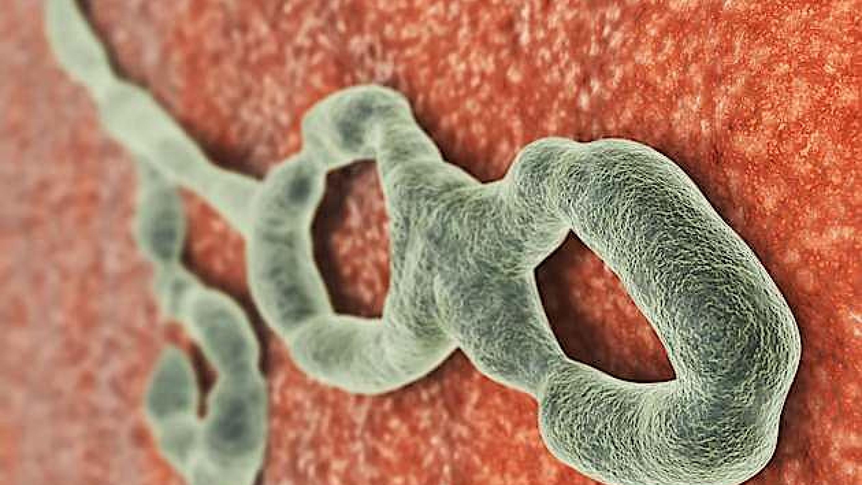 Ebola-virus. Foto: Colourbox