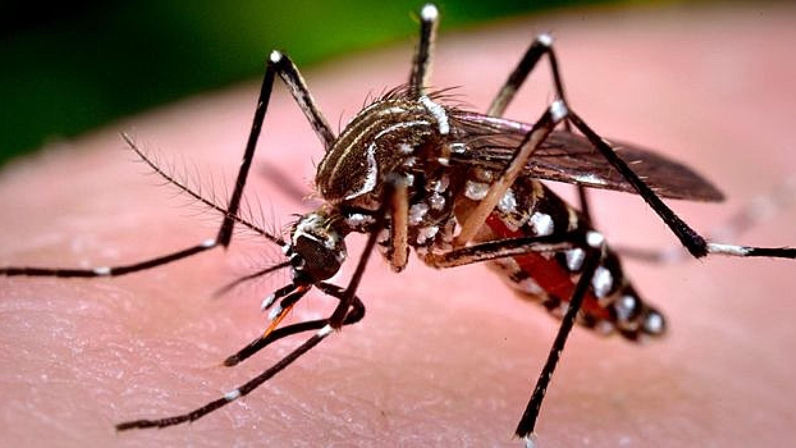 Smittebæreren: Aedes aegyptis. Foto: Vectorbase.org