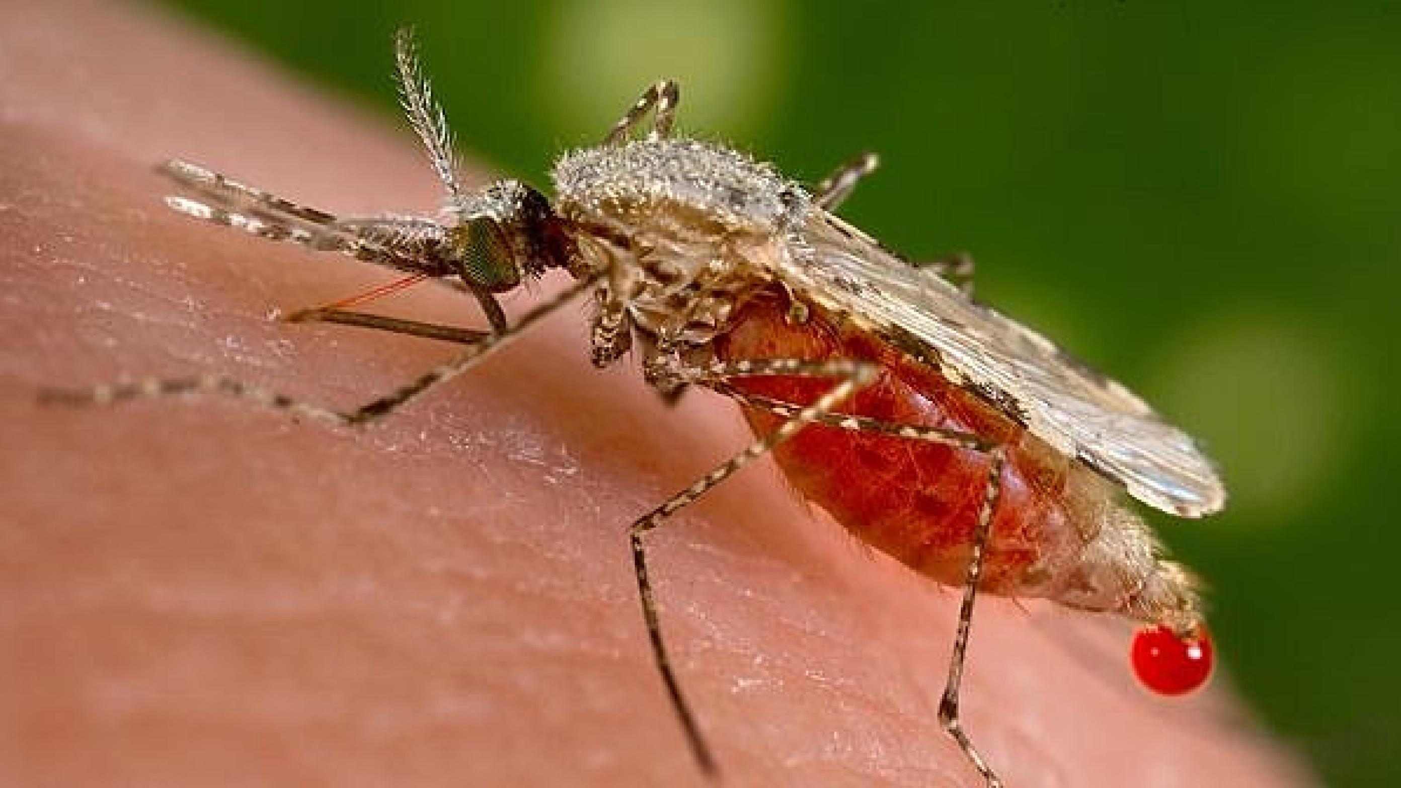 Anopheles stephensi myggen spreder malariasmitten. Foto: Wikimedia