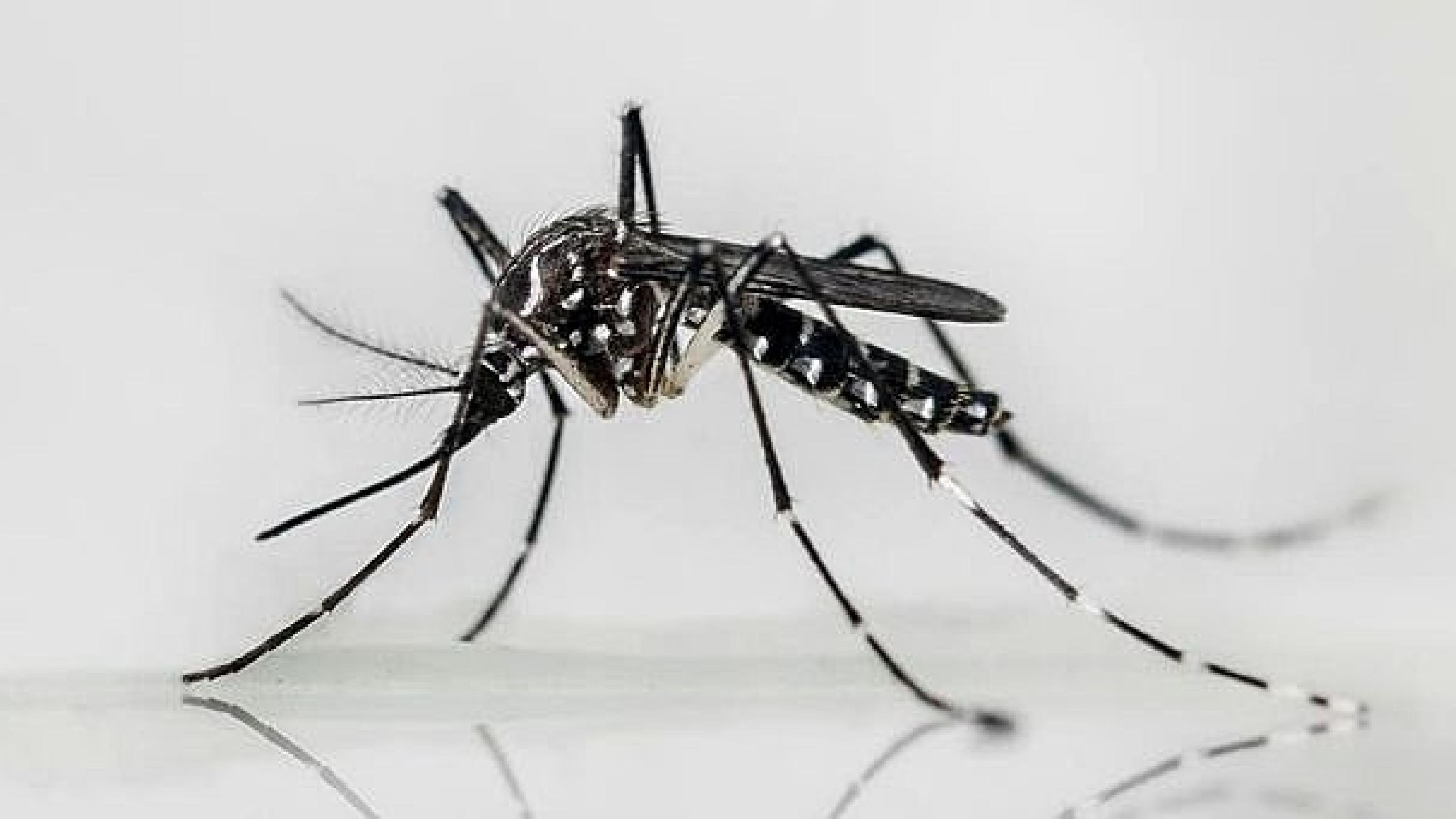 Gul feber spredes af myggen Aedes aegypti, der også er vektor for Zika og dengue-feber. Foto: The Orange County Mosquito and Vector Control, Ca.