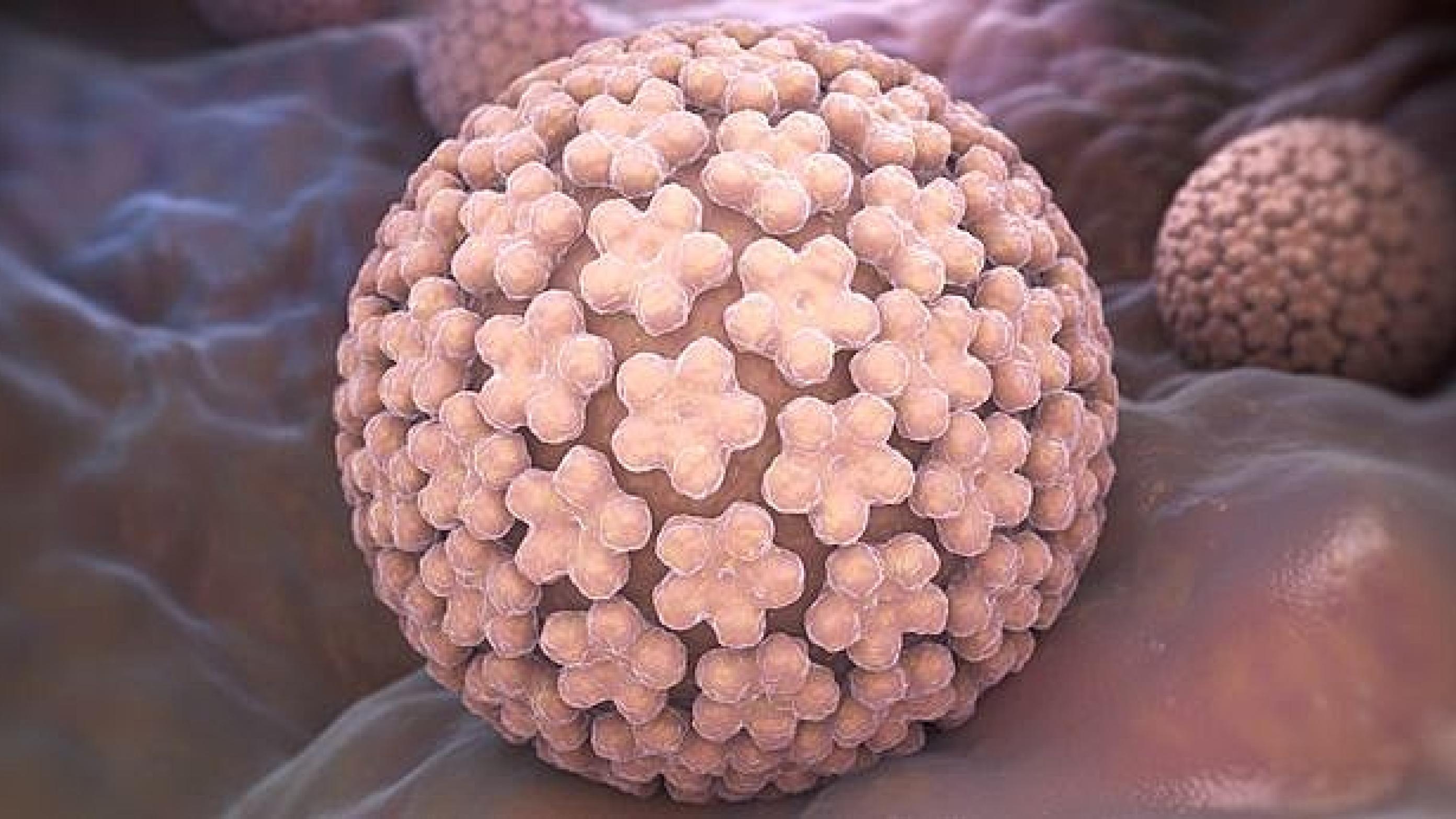 HPV-virus. Foto: Colourbox.
