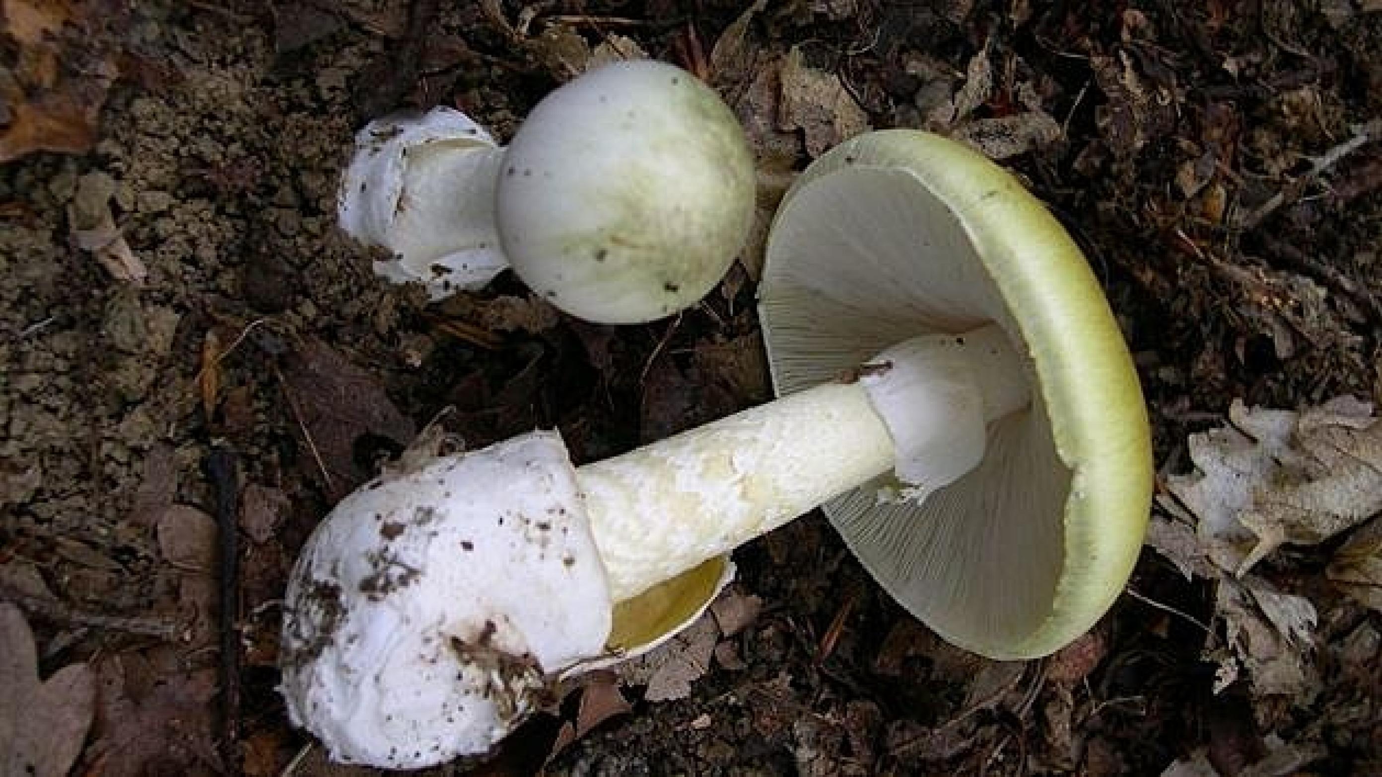 Grøn fluesvamp (Amanita phalloides) er formentlig årsagen til den tragiske svampeulykke i Haslev, mener giftekspert. (Foto: Wikipedia)
