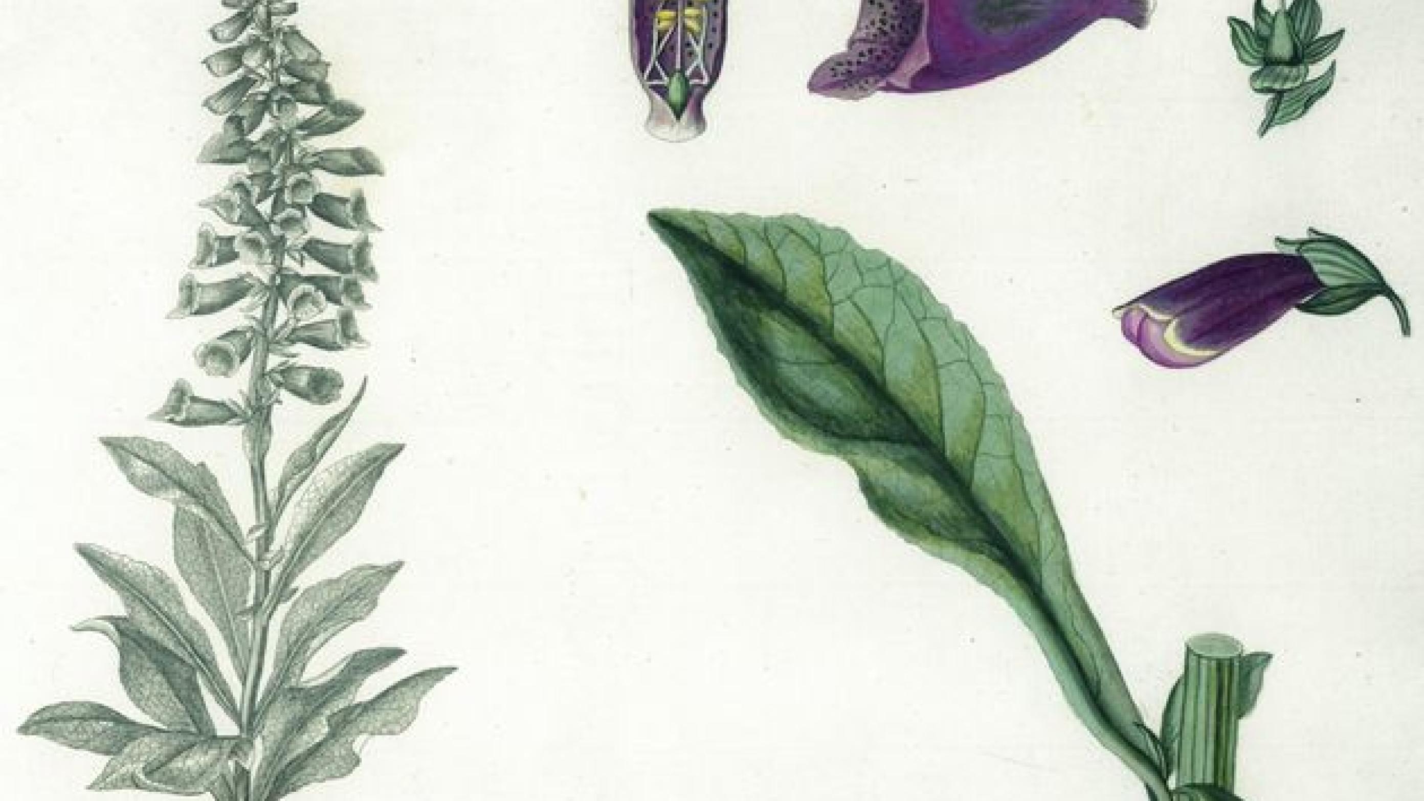 Digitalis purpurea - fingerbølplanten, der vokser som ukrudt overalt, viste sig i 1700-tallet at virke mod vattersot. Lægerne tog den straks til sig som et universalmiddel mod nærmest alt. Tavle i Flora Danica. (Privat foto)