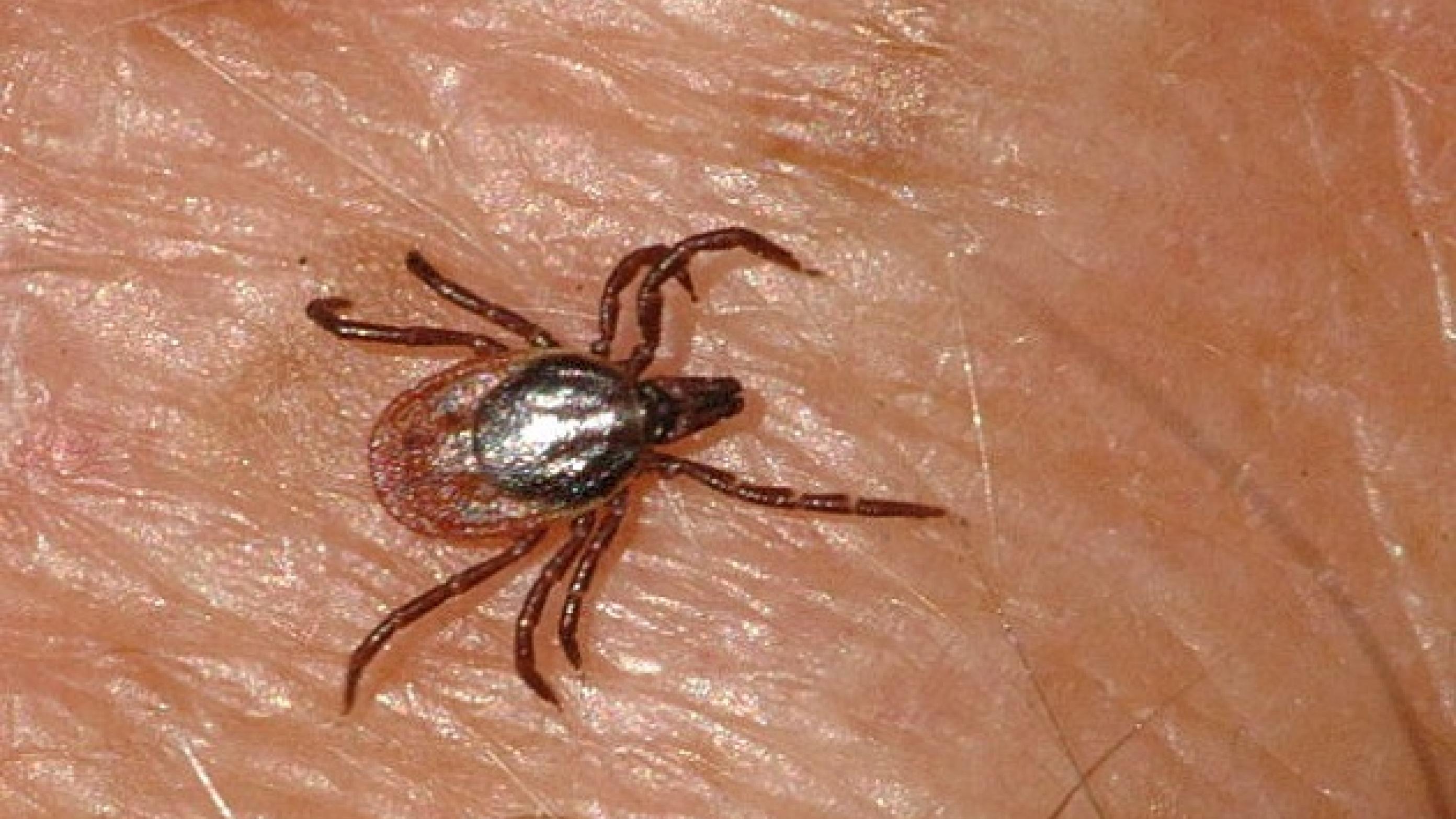https://commons.wikimedia.org/wiki/File:Ixodes.ricinus.searching.jpg