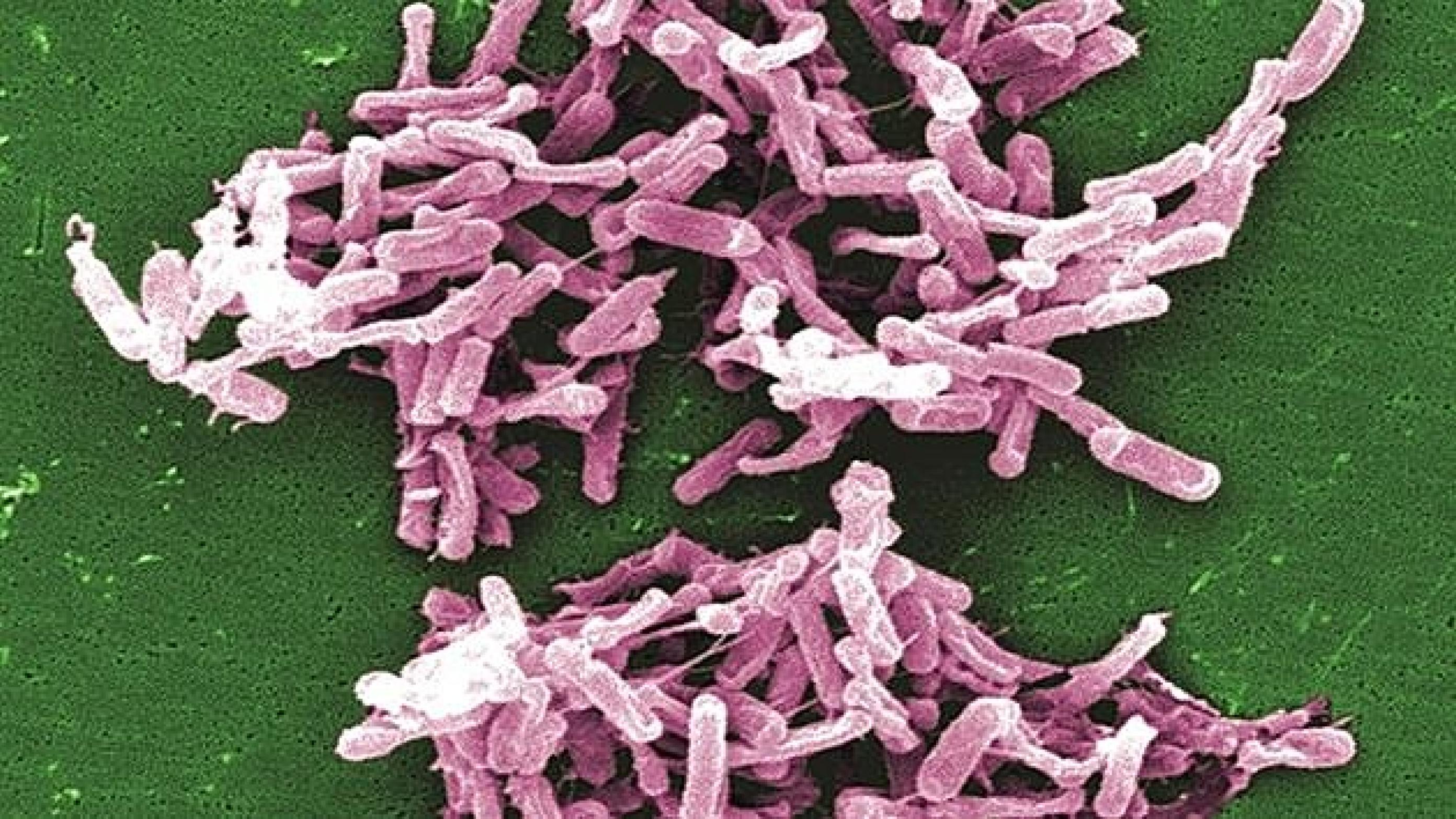 Patienterne i forsøget havde tilbagevendende infektioner med Clostridium difficile og blev randomiseret udvalgt til at modtage en enkelt infusion af humant monoklonalt antistof eller placebo. Foto: CDC