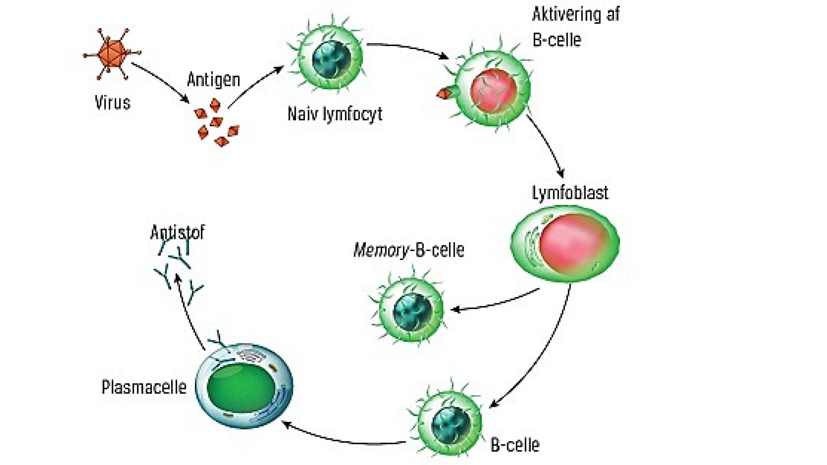 Aktivering og uddifferentiering af naiv B-celle til plasmacelle og memory-B-celle