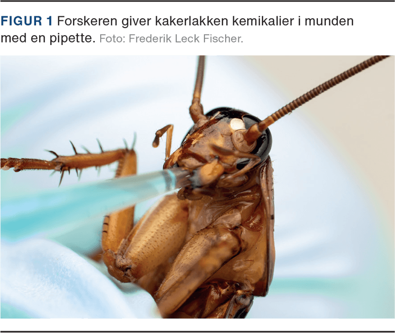 Foto: Frederik Leck Fischer