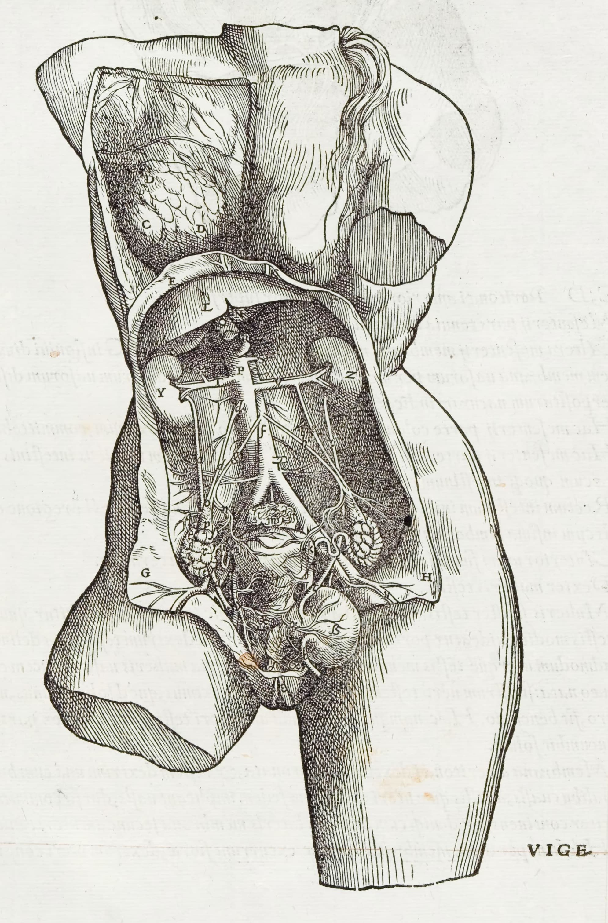 Kvindetorso