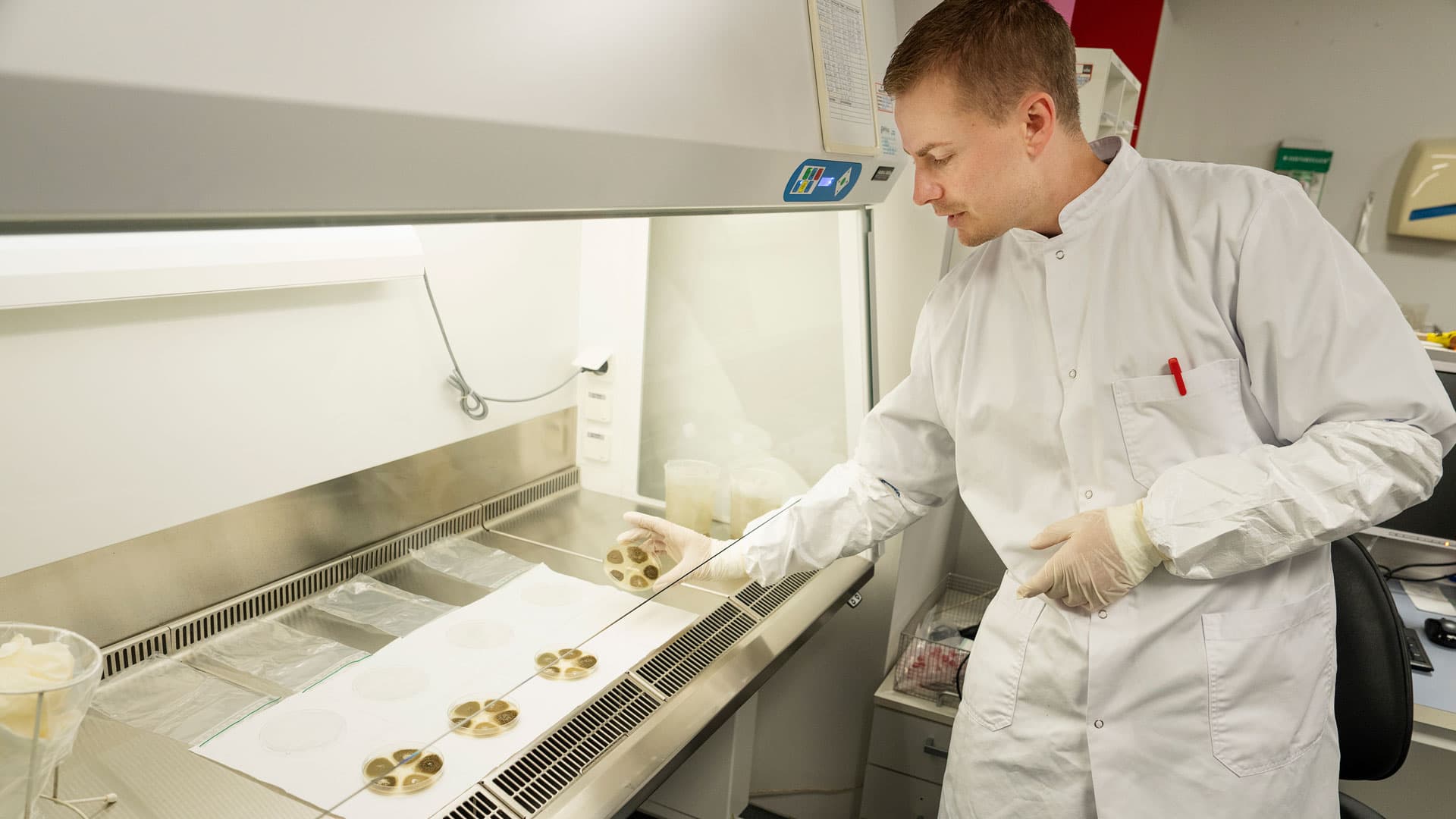 Ph.d.-studerende Alexander Gewecke arbejder på at finde svar på, hvordan én udbrudssvamp på Rigshospitalet kunne overtage det hele. Det gør han her ved at sætte forskellige stammer af den samme subfamilie af Aspergillus flavus sammen for at se, om de bekæmper hinanden. Foto: Claus Bech