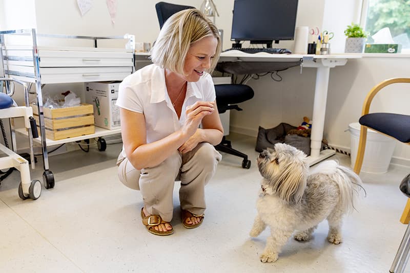 Milo er med Trine Ville på arbejde i dag. Han er især god underholdning for de børn, der kommer i klinikken. Foto: Nils Lund Pedersen