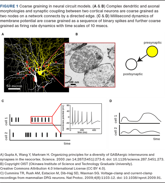 Deciphering the mysteries of the neural code | Ugeskriftet.dk