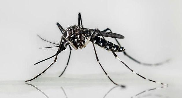 Gul feber spredes af myggen Aedes aegypti, der også er vektor for Zika og dengue-feber. Foto: The Orange County Mosquito and Vector Control, Ca.
