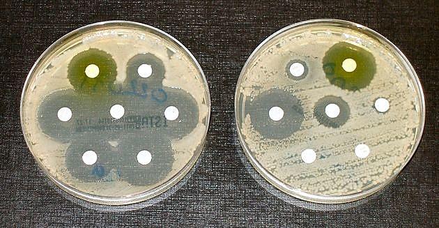 Bakterier i petriskåle med hvide antibiotika-skiver. Tv: klare ringe viser, at bakterierne ikke er vokset; de er altså ikke resistente. Th: Kun tre af testens antibiotika virker fuldtud.