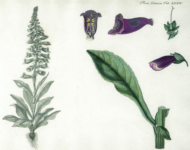 Digitalis purpurea - fingerbølplanten, der vokser som ukrudt overalt, viste sig i 1700-tallet at virke mod vattersot. Lægerne tog den straks til sig som et universalmiddel mod nærmest alt. Tavle i Flora Danica. (Privat foto)