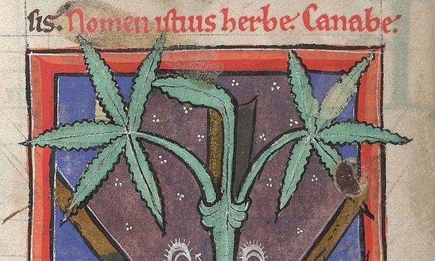 Medicinsk cannabis - illustration fra middelalderlig lægebog.
