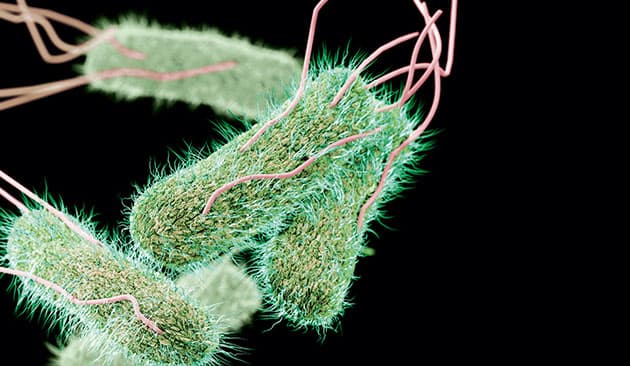 Salmonella. Foto: Science Photo Library / Scanpix