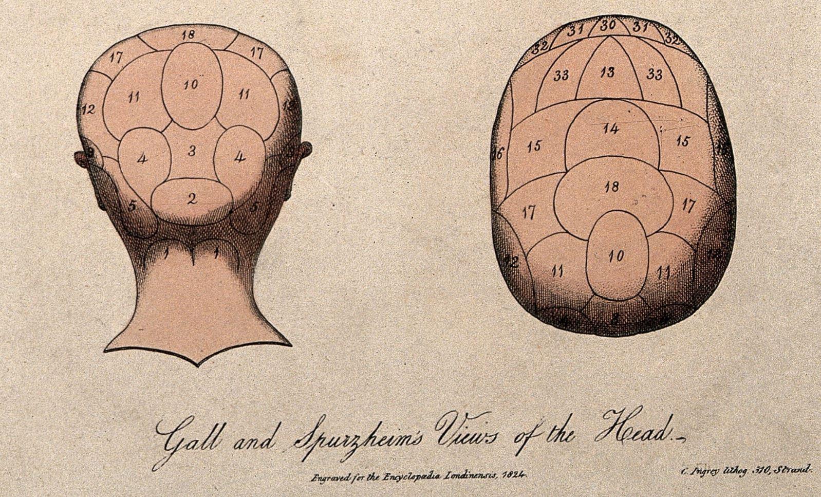 Fædrelandskærligheden er placeret i baghovedet, lige over kærligheden til børn. Illustration fra The Wellcome Library, London