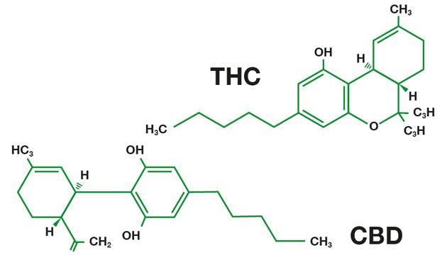 Delta-9-tetrahydrocannabinol (THC) - det primære psykoaktive stof - binder sig til CB1 og CB2 receptorer i hjernen. Cannabidol (CBD) er ikke psykoaktivt i sig selv, og binder sig ikke til CB1 eller CB2 receptorer, men det reducerer nogle af THC’s virkninger. (Illustration: CreativeZoo)