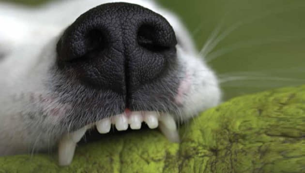 Hundebid udgør 60-90% af bidsårene på skadestuerne.