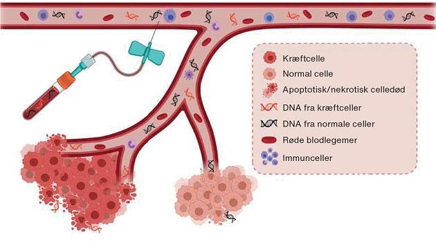 Skematisk illustration af frigivelse af DNA til blodbanen fra raske celler og tumorceller.