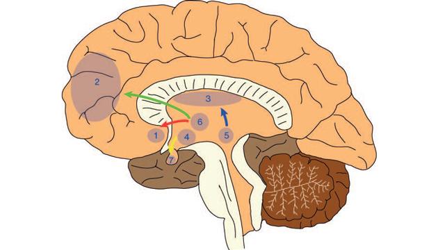 Dopaminerge nervebaner i den menneskelige hjerne (Fra [1] - Gengivet med tilladelse af Dansk Selskab for Klinisk Psykofarmakologi).