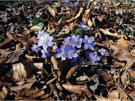 Rehabilitering af kræftpatienter har til formål at øge livskvalitet og funktionsevne.