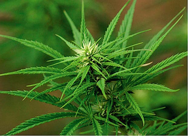 Cannabis sativa (hampeplanten). Foto: Colourbox