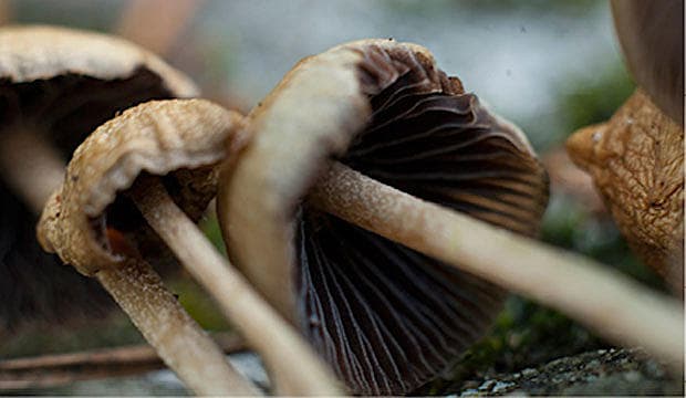 Tryptaminholdig svamp, Psilocybe semilanceata.