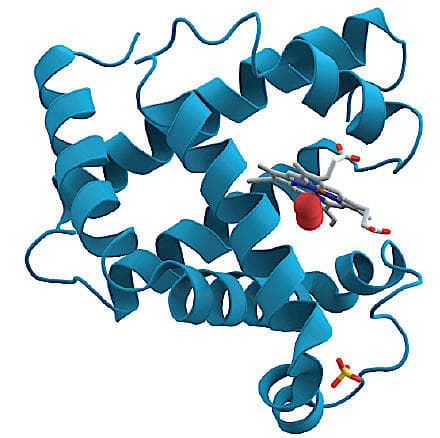 Normalt myoglobinmolekyle. Ved rabdomyolyse frigives bl.a. myoglobin fra musklerne til blodbanen og udskilles via nyrerne til urinen, hvilket er med til at give urinen den karakteristiske røde misfarvning.