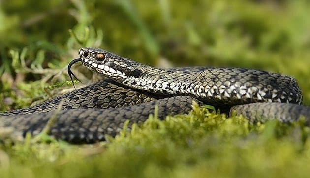 Hugorm (Vipera berus). Foto: Colourbox