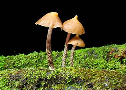 Psilocybe yungensis. Bringes med tilladelse af Alan Rockefeller.