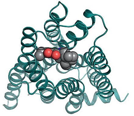 Billedet viser krystalstrukturen af den humane dopamin D3-receptor (en dopamin D2-lignende receptor) sammen med den dopaminerge D2/D3-specifikke antagonist eticloprid ved en opløsning på 3.15.