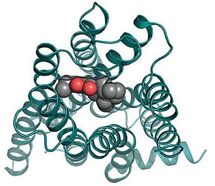 Billedet viser krystalstrukturen af den humane dopamin D3-receptor (en dopamin D2-lignende receptor) sammen med den dopaminerge D2/D3-specifikke antagonist eticloprid ved en opløsning på 3.15.