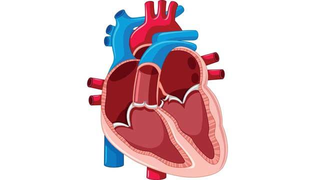 Illustration: Colourbox 