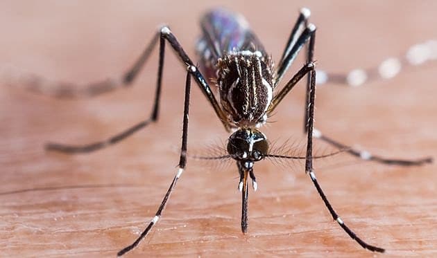 Aedes-myggen, der er bærer af både dengue- og zika-virus. Foto: Colourbox