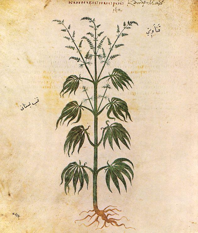 Cannabis-planten. Illustration i græsk lægebog fra 500-tallet