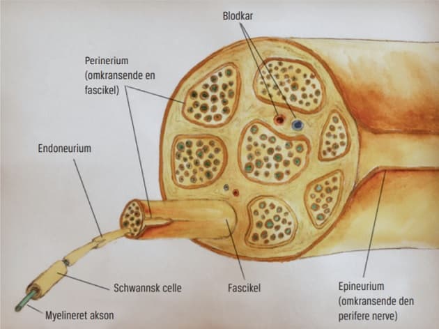 © Den perifere nerves anatomi.