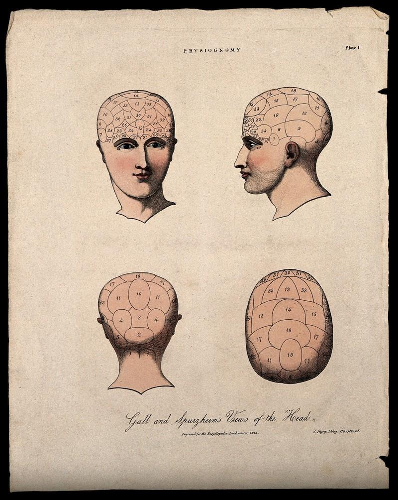 Farvet litografi af C. Ingfrey til Encyclopædia Londinensis, 1824, med teksten "Gall and Spurzheim's views of the head."  . Illustration: The Wellcome Library