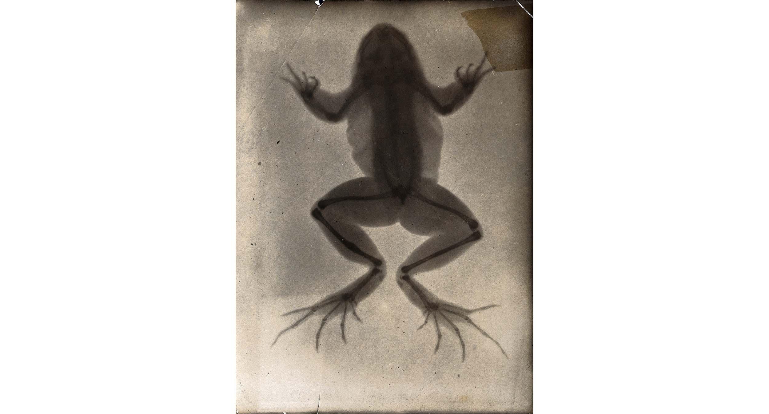 En røntgenoptagelse udført i februar 1896 ved Owen’s College i Manchester. Optagelsen viser en frø med et ophelet knoglebrud på venstre bagben. Foto: Wellcome Image.