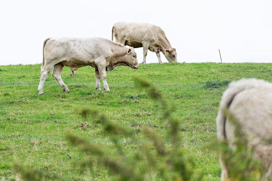 Kvæg fra Korsør havde drukket vand og spist græs fra en mark tæt ved en nedlagt brandstation. Kvæget på billedet og på forsiden er tilfældige og har intet med PFOS-sagen at gøre. Foto: Claus Bech. 