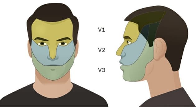 N. Trigeminus' sensoriske innervation af ansigtet