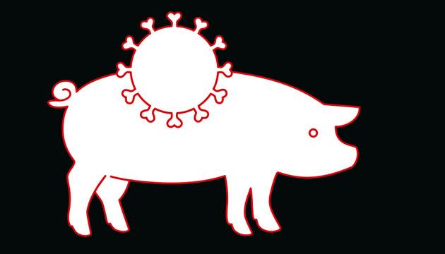 Det sker ikke tit, at svinevirus smitter mennesker. Men smitte fra svin til mennesker er set bl.a. i USA, hvor kælegrise hvert år giver anledning til flere tilfælde af smitte, som udløser almindelige influenzasymptomer. (illustration: Creative Zoo)