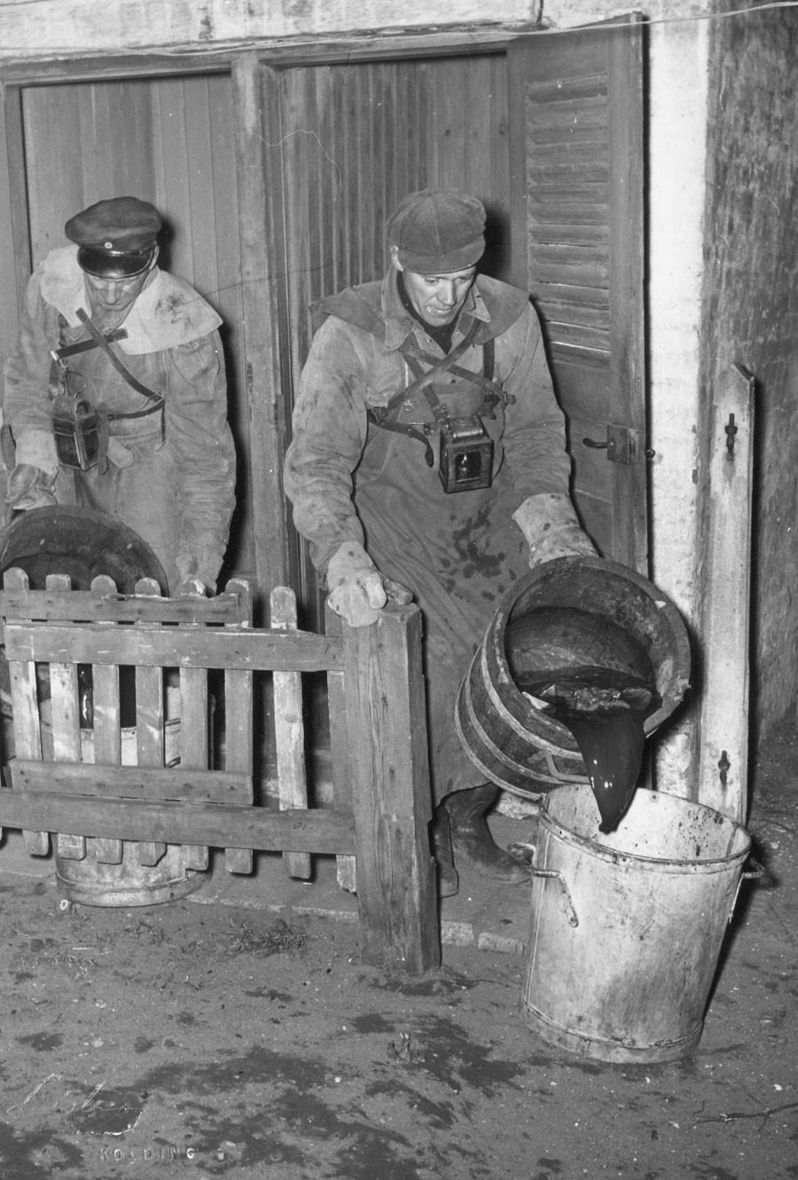 Natrenovation – latrinspandene tømmes i Kolding i 1952. Foto: Kolding Stadsarkiv / Pressefotograf N. Lisberg