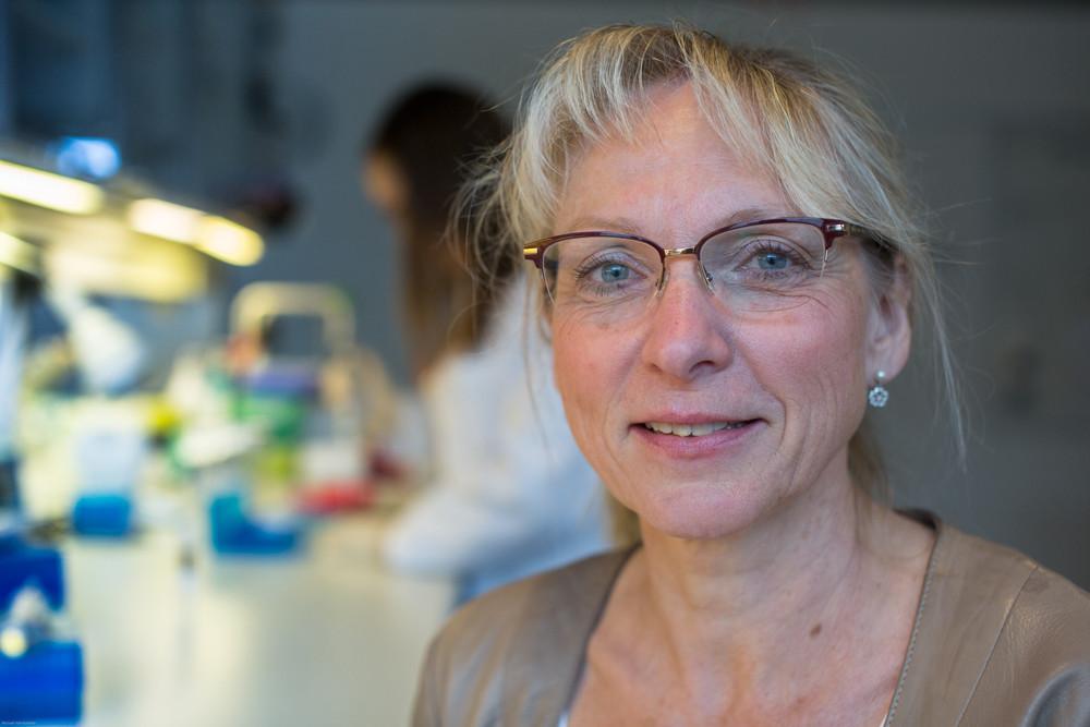 Susanne Mandrup undersøger, hvordan de enkelte gener bliver tændt og slukket under fedtcelleudviklingen, og hvad det er for proteiner, der regulerer tænd-sluk-mekanismen. (Foto: Michael Yde Katballe)