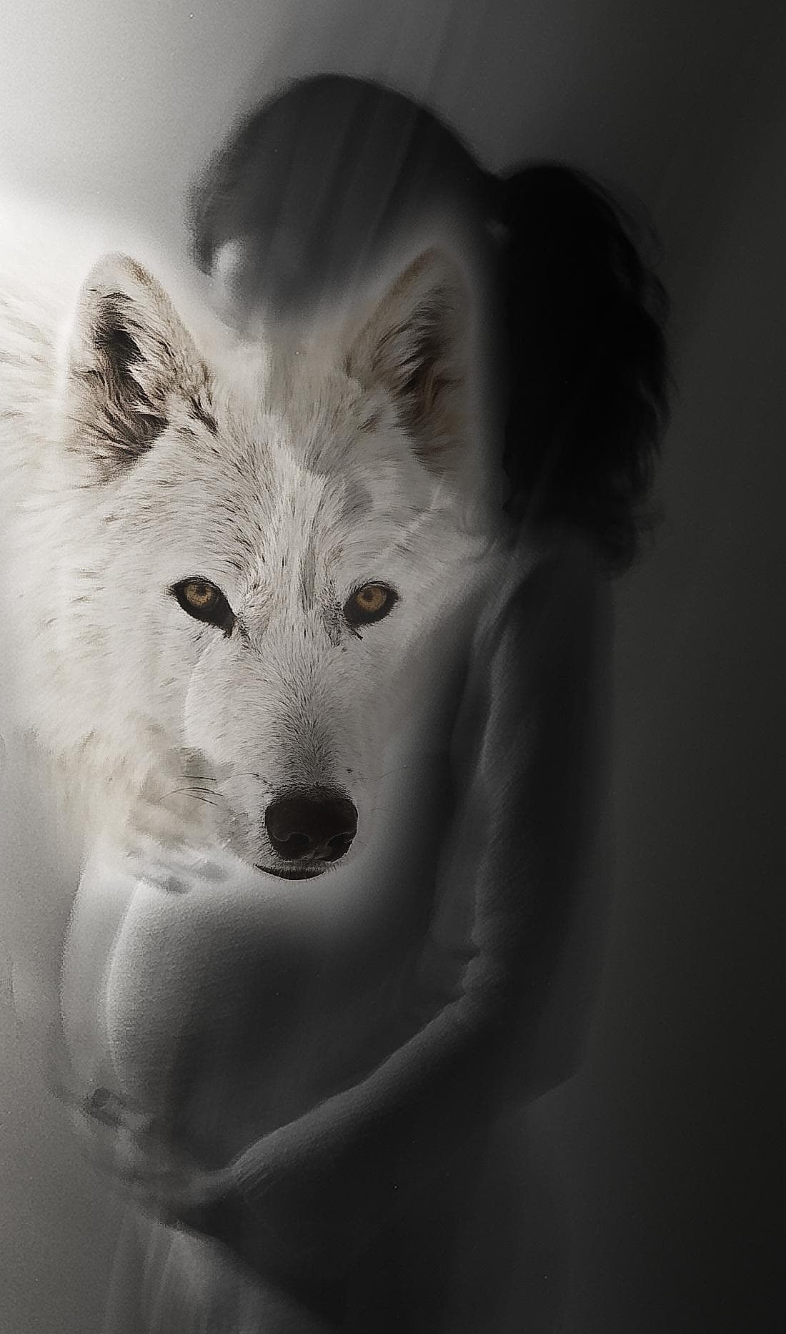 Lupus betyder ulv på latin. Analogien i diagnosen systemisk lupus erythematosus illustrerer, at sygdommen kan have et uforudsigeligt og aggressivt forløb, der især er en udfordring ved graviditet hos disse patienter.